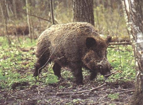 dzikszukajcyjedzenia.jpg