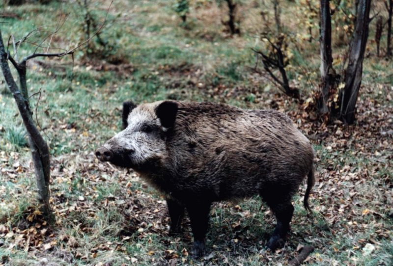 modydzik.jpg